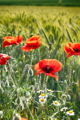 Agricultural field landscape with a clouds in the sunny day