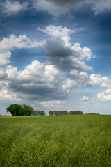 Obraz premium Agricultural field landscape with a clouds in the sunny day