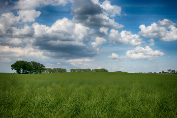 Agricultural field landscape with a clouds in the sunny day