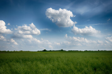 Agricultural field landscape with a clouds in the sunny day