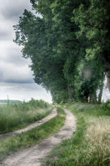 Agricultural field landscape with a clouds in the sunny day
