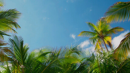 Palm branches against the blue sky , the nature of a tropical island, the bright sun on the seashore