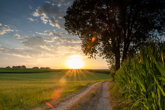 Sonnenuntergang am Feldrand