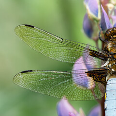Close up wings of male Libellula depressa or Broad-bodied chaser dragonfly