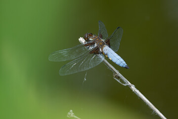 Male Libellula depressa or Broad-bodied chaser dragonfly