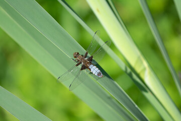 Male Libellula depressa or Broad-bodied chaser dragonfly