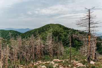 High mountains of Russia, Mount Falaza with trees broken by the wind, forest after a fire