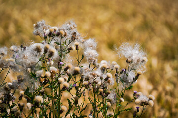 Wild thistle blossoms along the way in the middle of the field in Bavaria