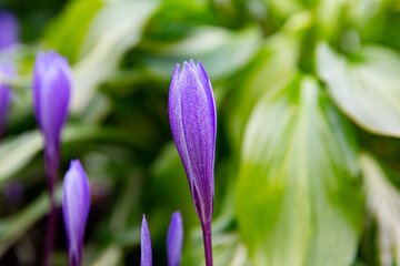 Closed buds of purple crocuses close-up. Macro photo of spring flowers.