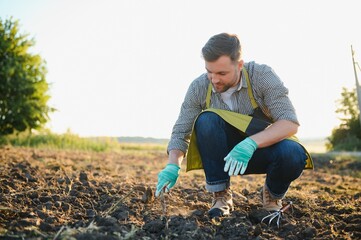 Fototapeta premium Gloved hands and shovels shovel the soil.A hand in a white gardening glove works with a tool.