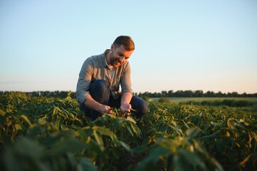 Naklejka na ściany i meble A farmer inspects a green soybean field. The concept of the harvest