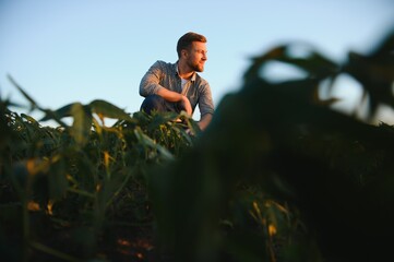 Agronomist inspecting soya bean crops growing in the farm field. Agriculture production concept. young agronomist examines soybean crop on field in summer. Farmer on soybean field.