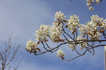 枝先に白い花を咲かせている「ジューンベリー」