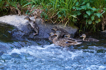 Entenfamilie im Frühjahr auf der Spree	
