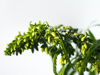 Male plant hemp flowers blossom close up. Cannabis marijuana medical.