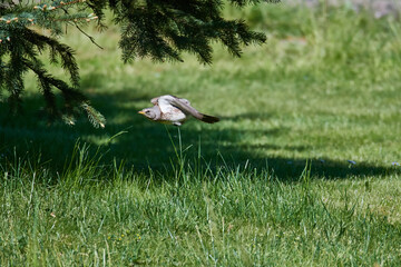 Wacholderdrossel ( Turdus pilaris ) im Frühjahr	