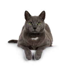 Handsome gray house cat, laying down with paws hanging relaxed over edge. Looking straight to camera with mature green eyes. Isolated on a white background.