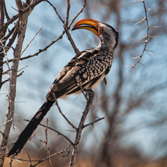 African Hornbill, Etosha National Park, Namibia