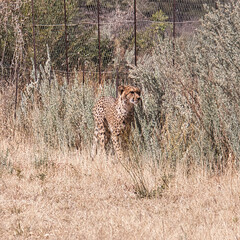 Cheetah, Namibia