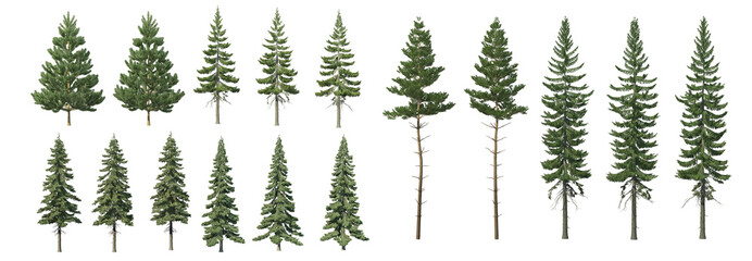 Pine trees and trees with a white background
