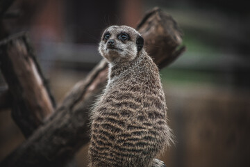 meerkat on guard