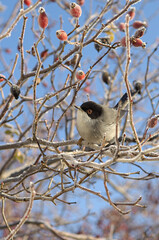 Fauvette dans le givre