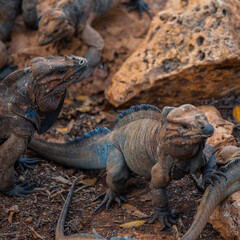 Brown iguanas in the wild, nature park. Lizard colony, close-up
