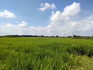 Fototapeta premium 遠景 distant view