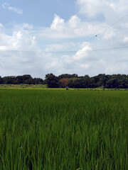 Fototapeta premium 遠景 distant view