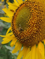 sunflower with bee in Ukrainian field