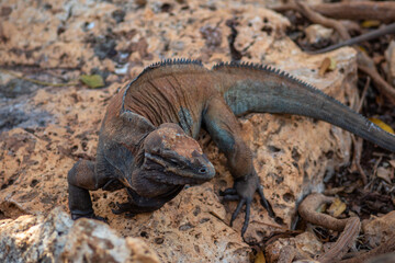 Brown iguanas in the wild, nature park. Lizard colony, close-up