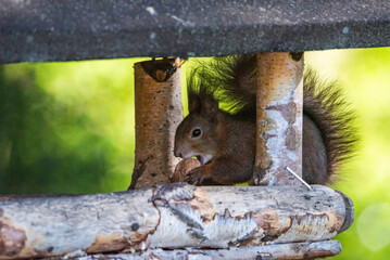Eichhörnchen holt sich eine Nuss