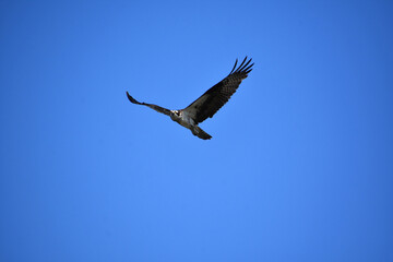 Looking into the Face of an Osprey in Flight