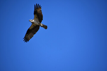 Fototapeta premium Feathered Osprey With Markings on His Wings