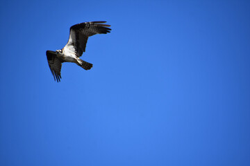 Terrific Osprey in a Dark Blue Sky