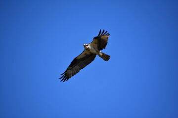 Feathers Ruffled on an Osprey Bird in Flight