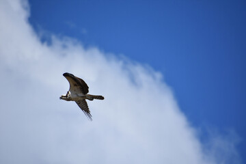 Osprey Flying By a Fluffy White Cloud