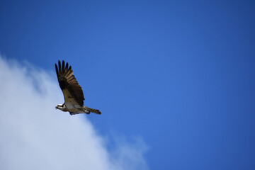 Profile of a Flying Osprey Bird in Flight
