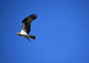 Gorgeous Flying Osprey With Ruffled Feathered Wings