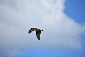 Wings on an Osprey Folded in Flight