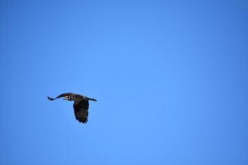 Wings Flapping on a Flying Osprey Bird
