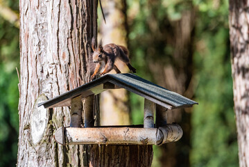 Eichhörnchen springt auf Vogelhaus
