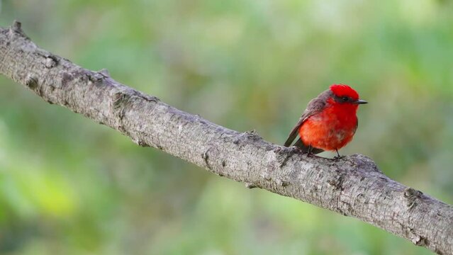 Vibrant bright red plumage, scarlet flycatcher, Pyrocephalus rubinus perching on tree branch against beautiful foliage background, and looking around