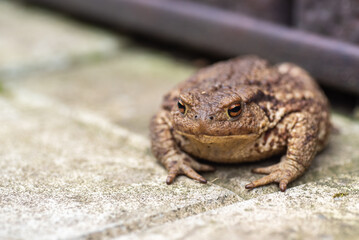 Ground toad close-up sitting on a stone, natural lighting