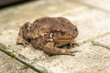 Ground toad close-up sitting on a stone, natural lighting