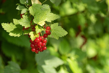 A bunch of red currants on a bush on a sunny day