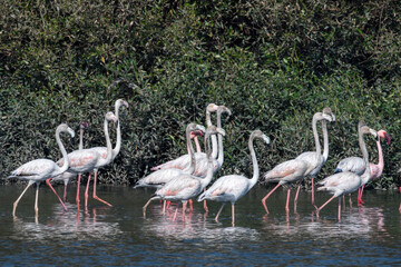 A flock of greater flamingo (Phoenicopterus roseus) seen in the wetlands near Airoli in New Bombay in Maharashtra, India