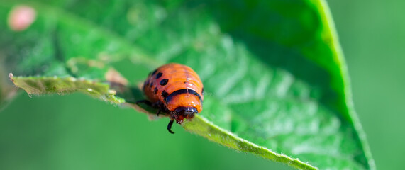 Colorado beetle larva close-up on foliage of potato in nature