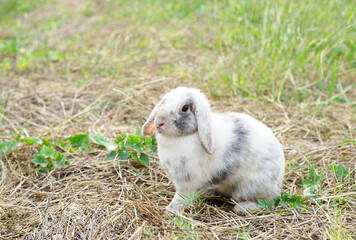 Little bunny playing in a tropical field, young adorable rabbit sitting on dry grasses