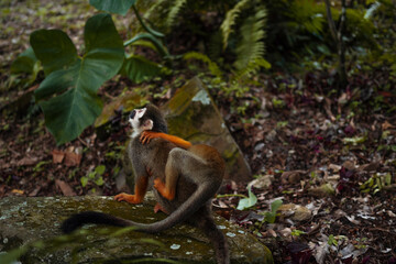 A small monkey with a long tail in the forest, close-up. funny primates in a nature park, animal watching